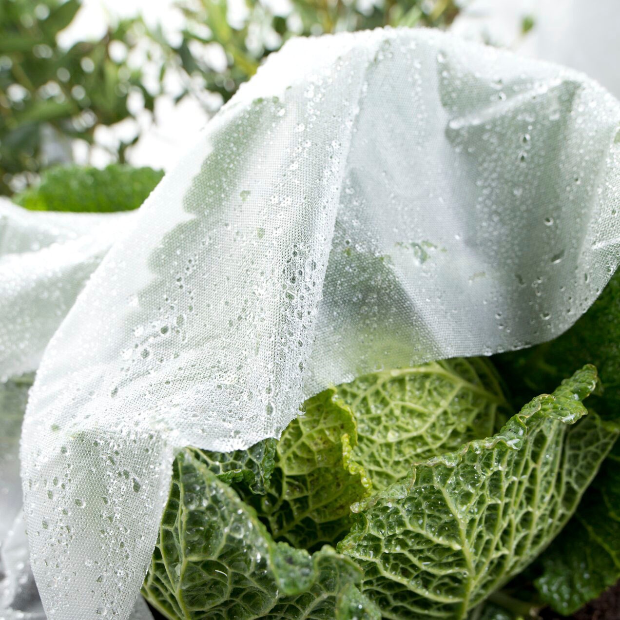 Windhager Schutzplane »SUPERGROW« Frühbeet-Folie, 5x1,35 m