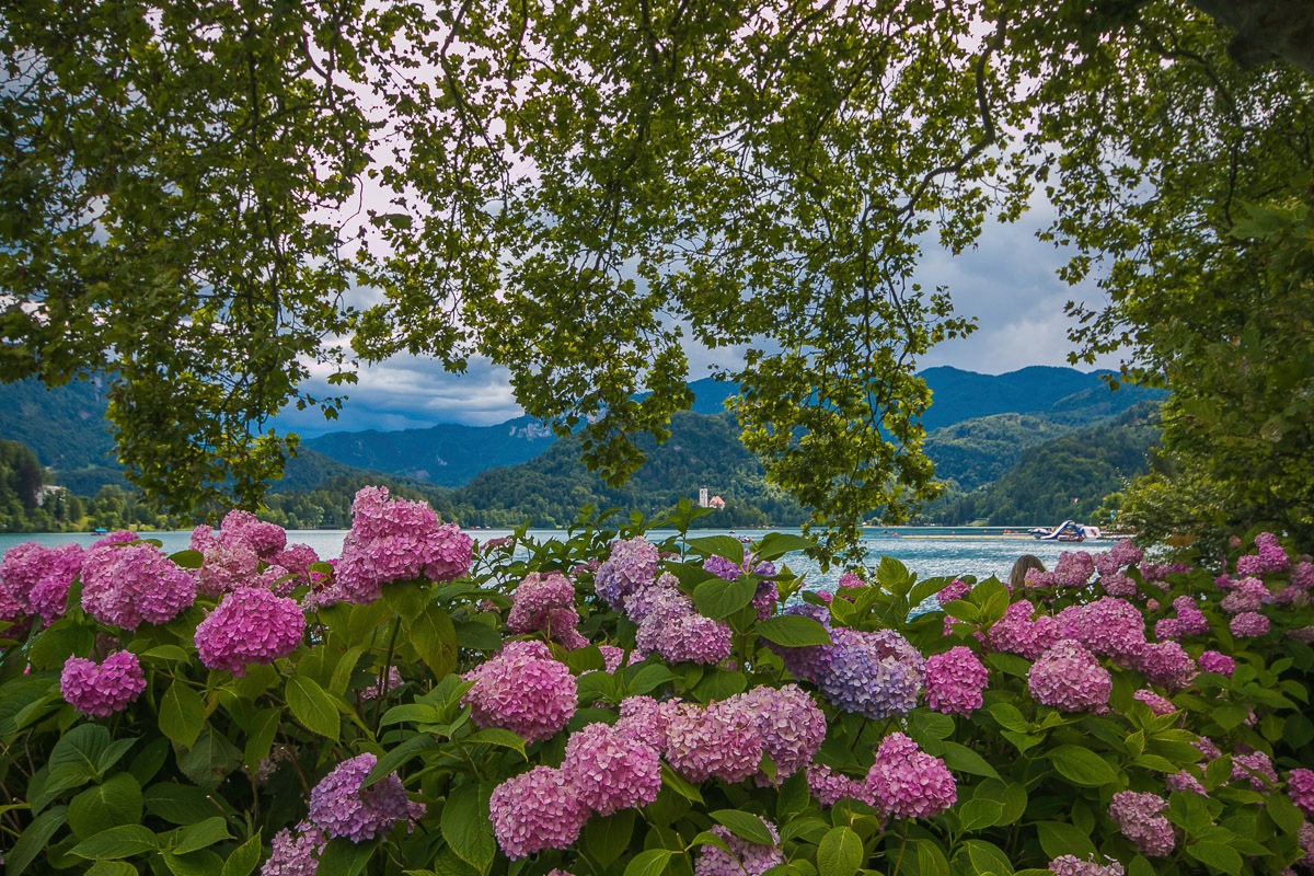 Papermoon Fototapete »Blumen am Fluss«