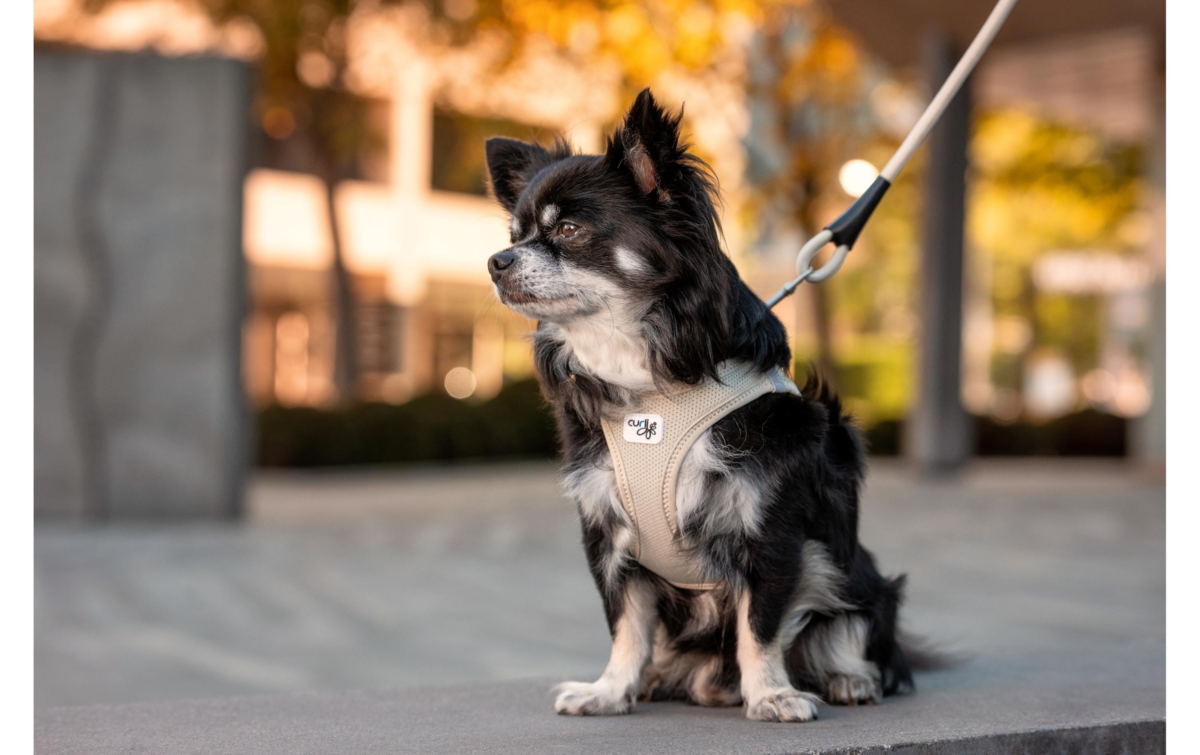 Curli Hunde-Geschirr »Vest Air-Mesh M« Polyester Hunderasse: Teckel