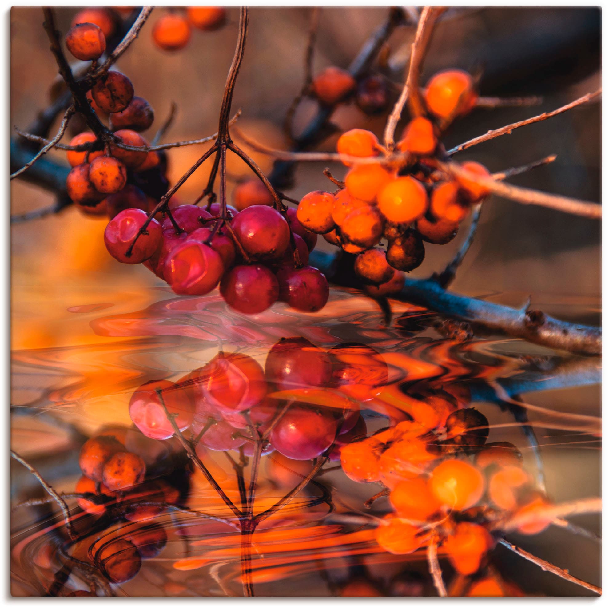 Artland Leinwandbild »Rote Beeren - Wildbeeren«, Pflanzen, (1 St.), auf Kei günstig online kaufen