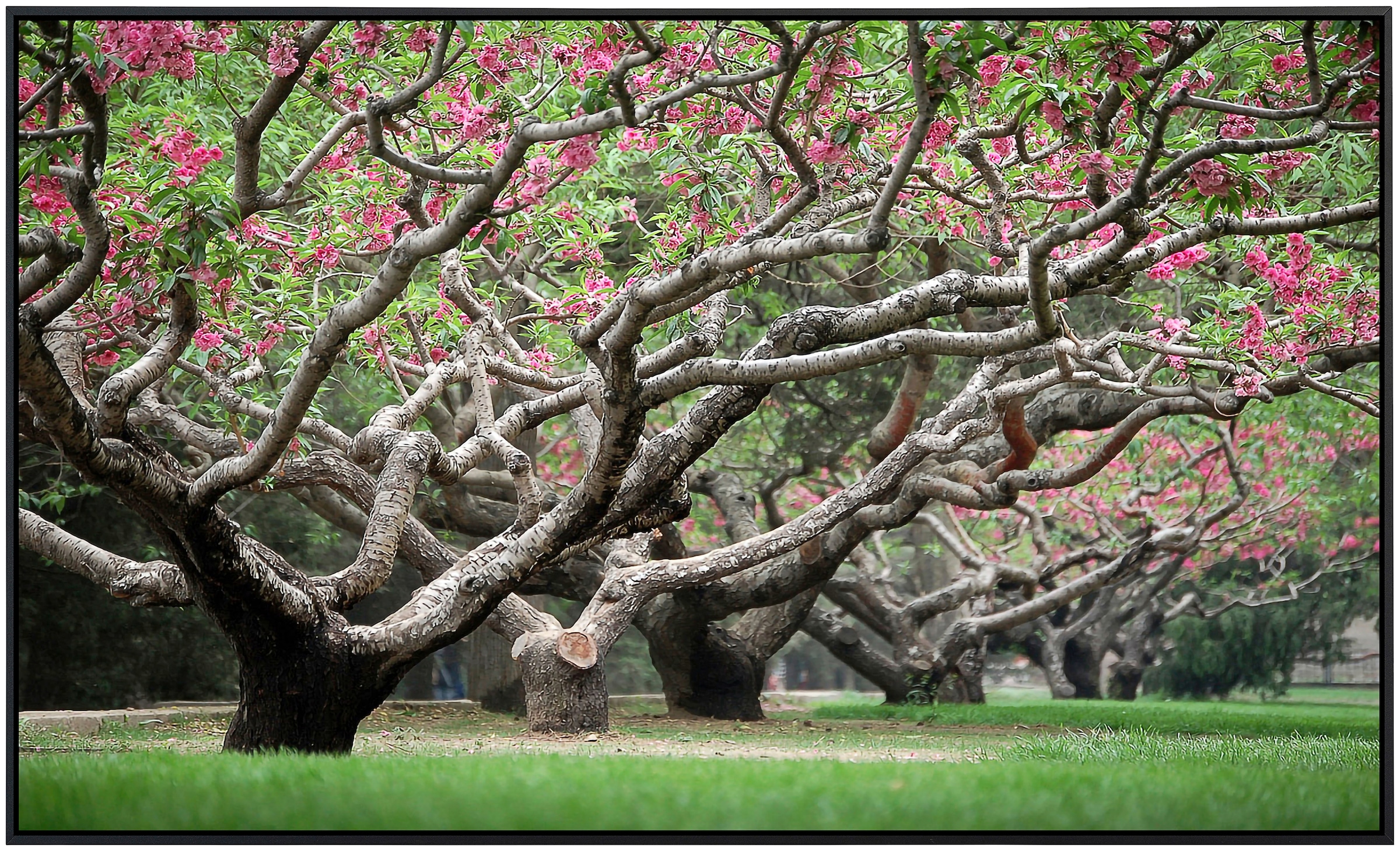 Papermoon Infrarotheizung »Frühlingspfirsichbäume«, sehr angenehme Strahlungswärme