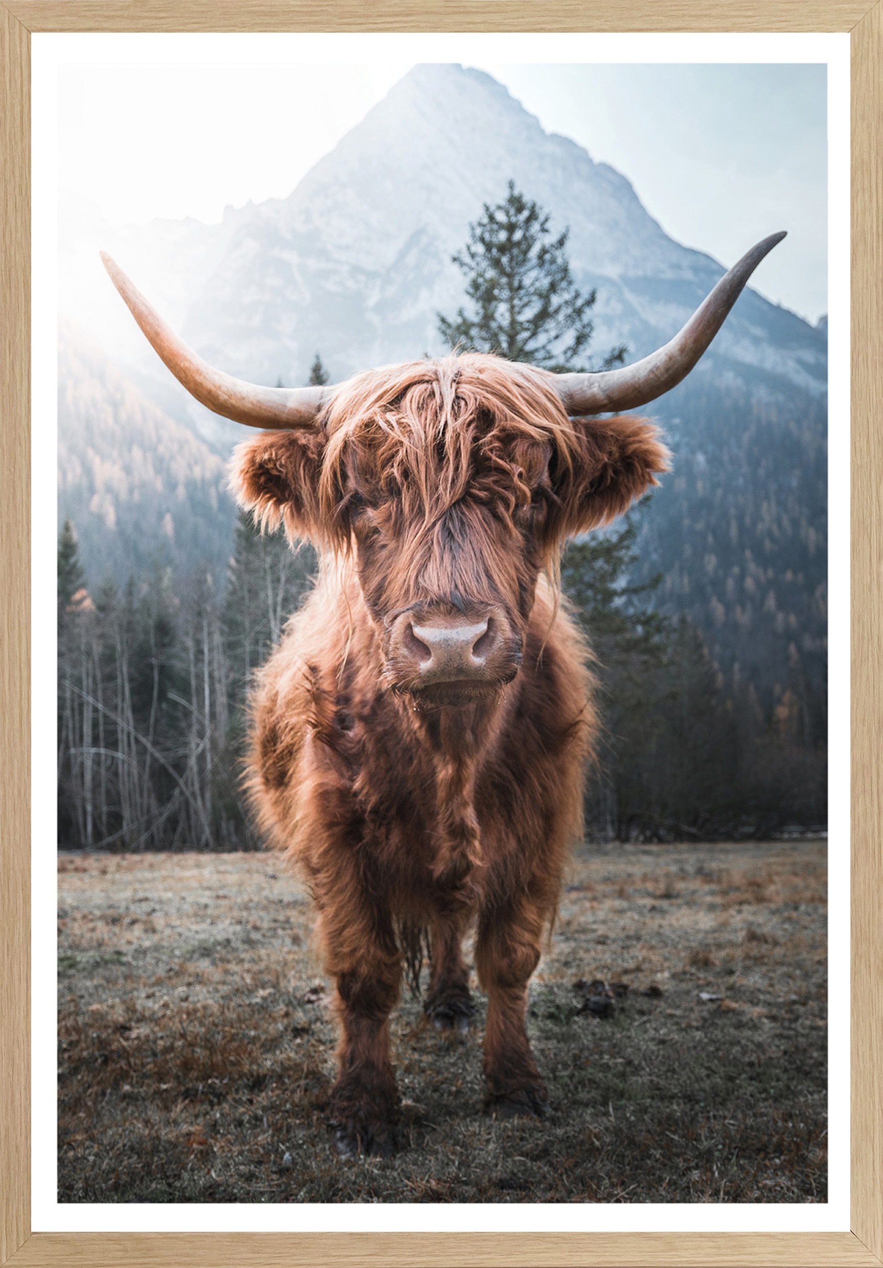 Bönninghoff Bild mit Rahmen »Hochlandrind«, Kuhbilder, (1 St.), BxH: 50x70 cm