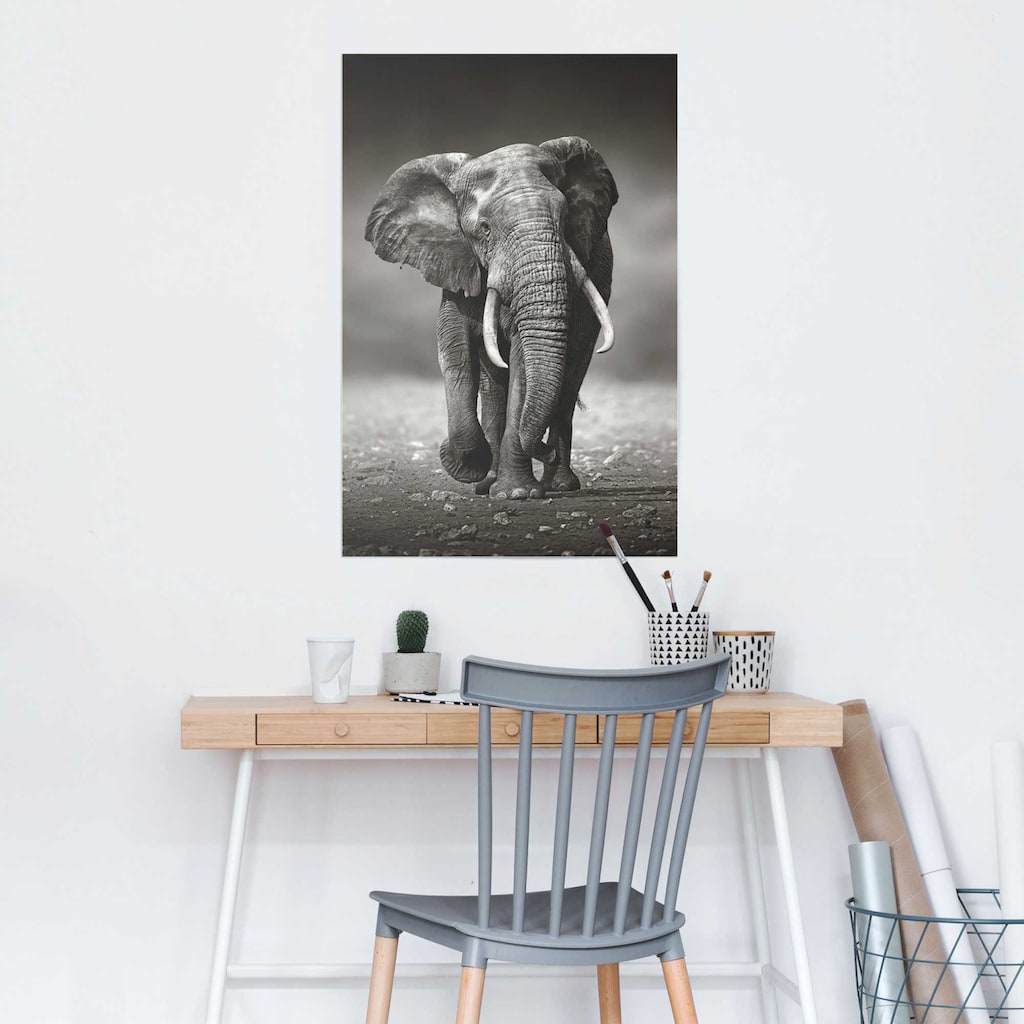 Reinders! Poster »Poster Elefant Wanderung«, Elefanten, (1 St.)