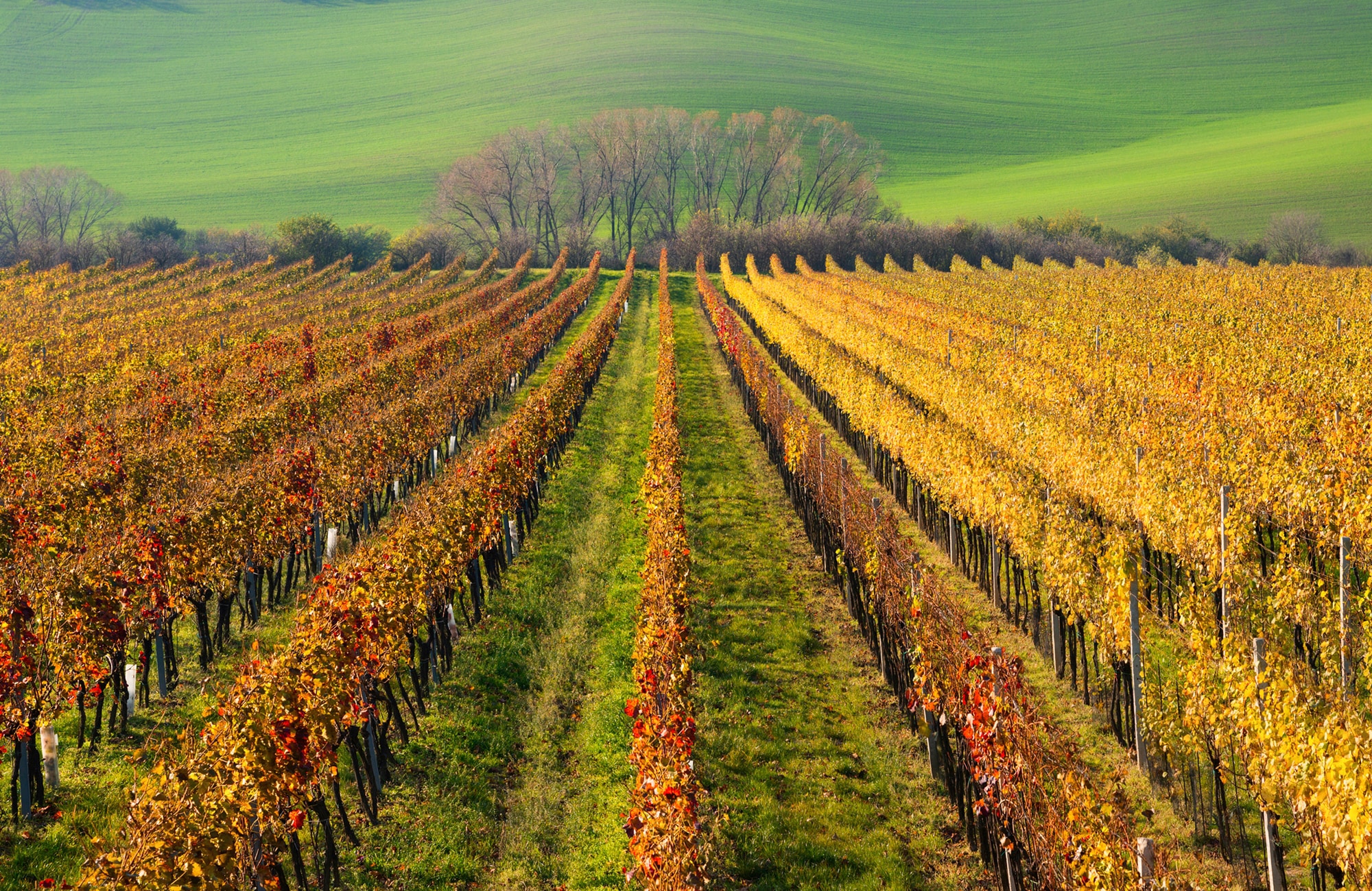 Papermoon Fototapete »WEIN-BERG-HERBST REBEN ABSTRAKT FARBIG FELD WIESE BÄU günstig online kaufen