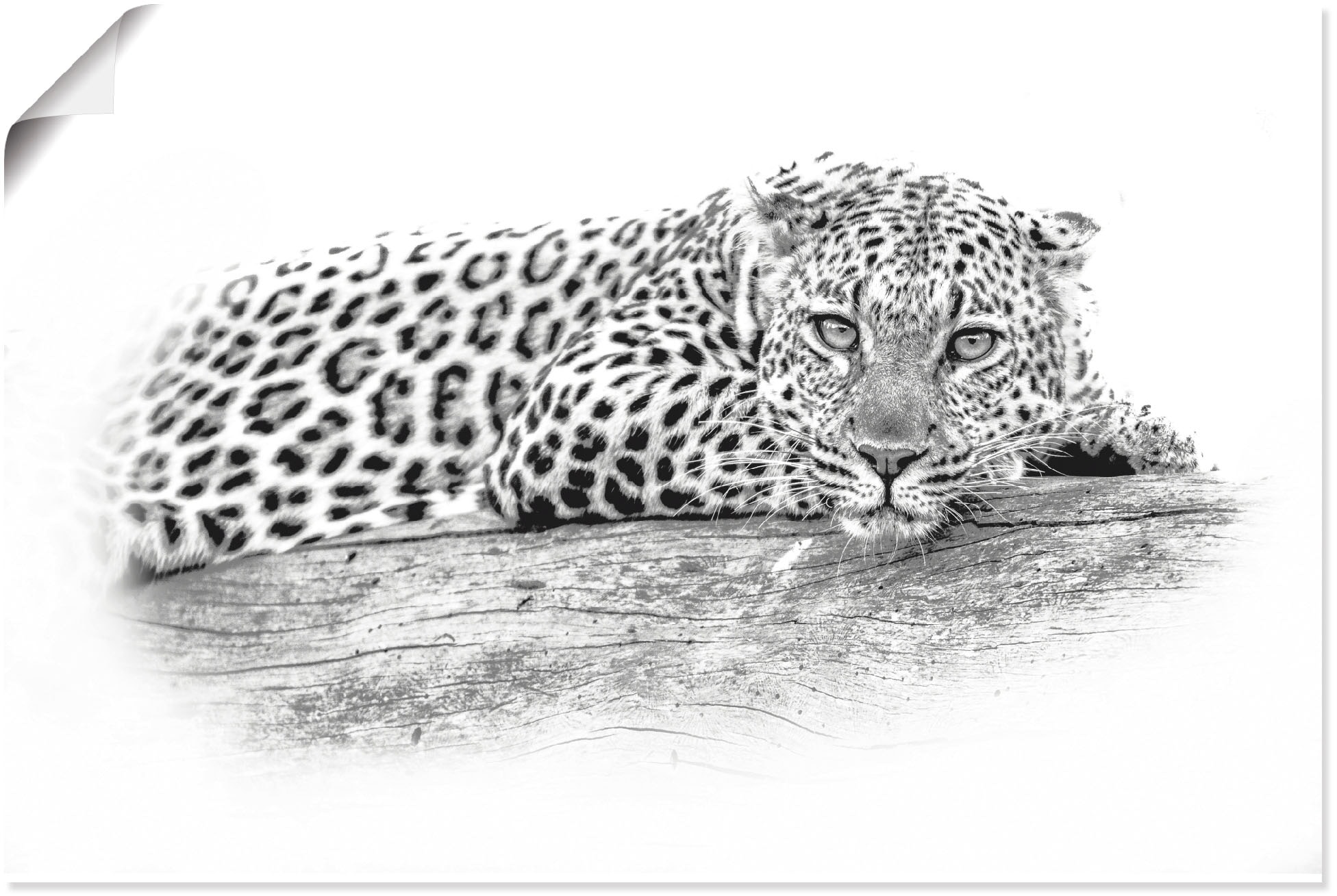 Artland Wandbild Alubild, »Leopard Leinwandbild, (1 Poster Wandaufkleber bestellen High online Optik«, in St.), versch. Key oder Wildtiere, als Größen