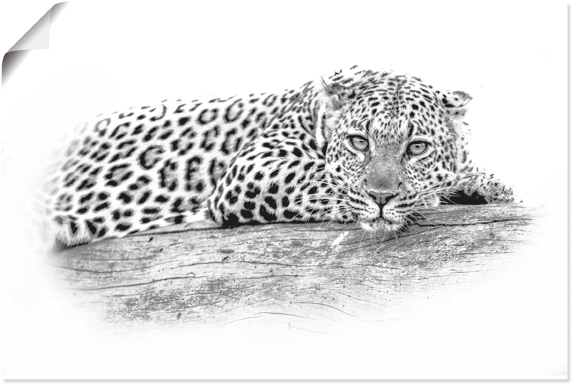 Artland Wandbild »Leopard High Key Optik«, Wildtiere, (1 St.), als Alubild, günstig online kaufen