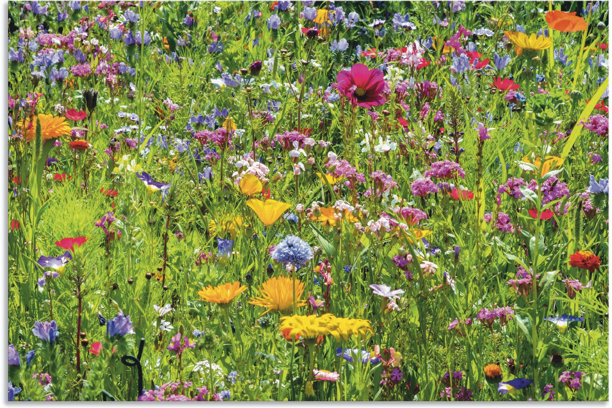 Artland Wandbild »Bunte Blumenwiese« Blumenwiese 1 Stk. tlg. als Alubild, O günstig online kaufen