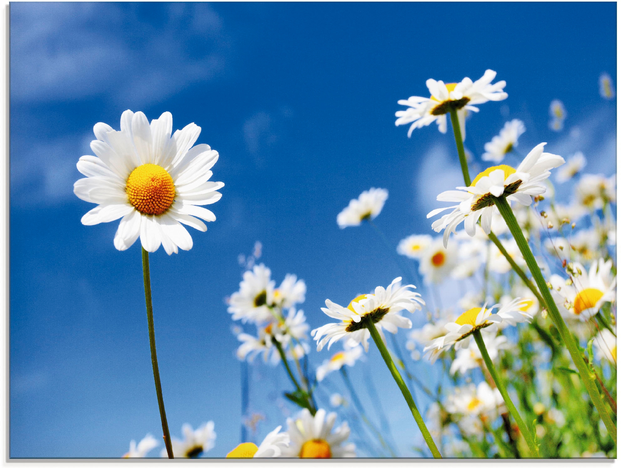 Artland Glasbild "Gänseblümchen", Blumenwiese, (1 St.), in verschiedenen Gr günstig online kaufen