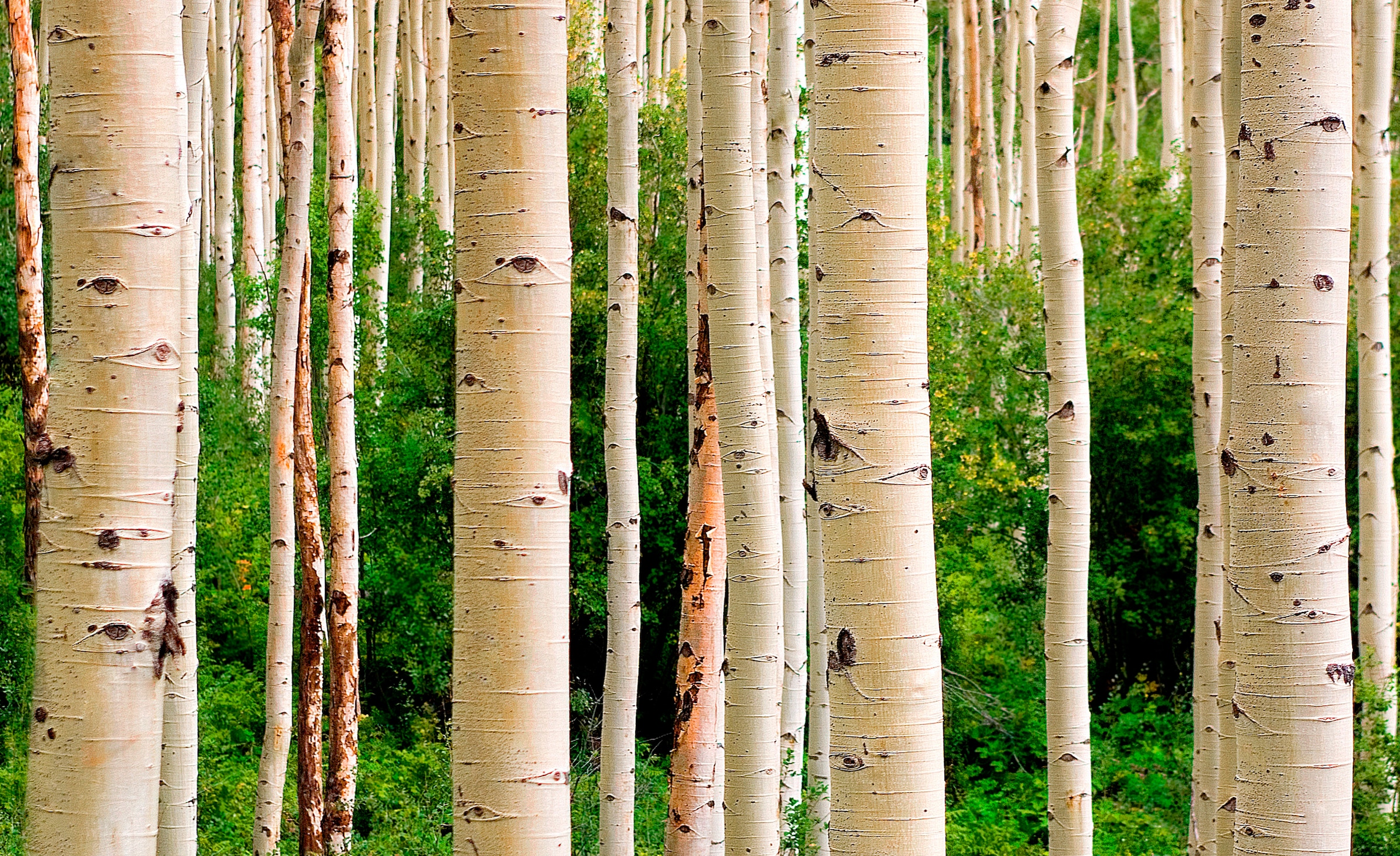 Papermoon Fototapete »Aspen Woods in Summer« glatt günstig online kaufen