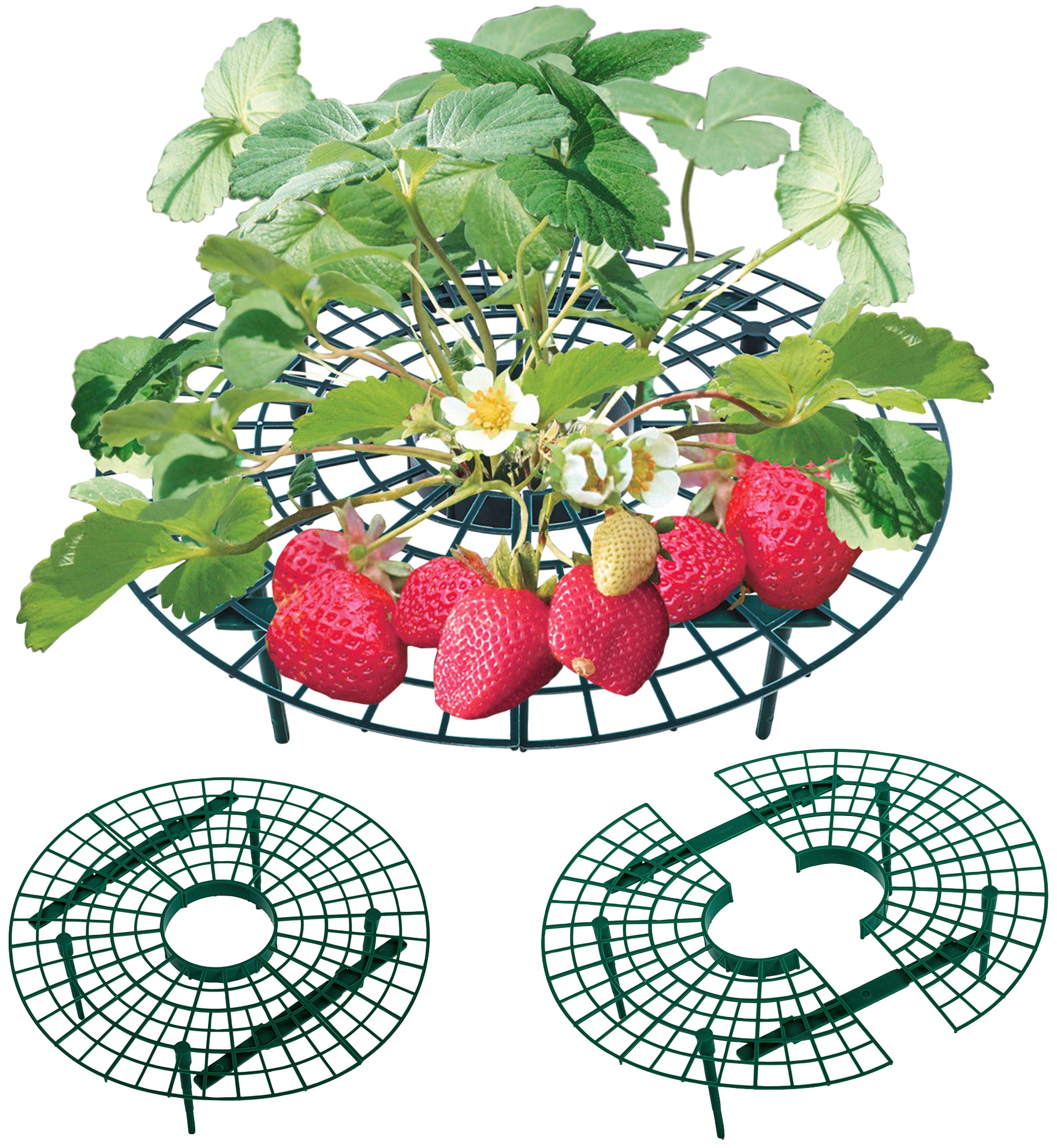 UPP Rankhilfe »Frucht-Reifer«, (20 Erdbeeren, Salat, bestellen St.), online für Tomaten