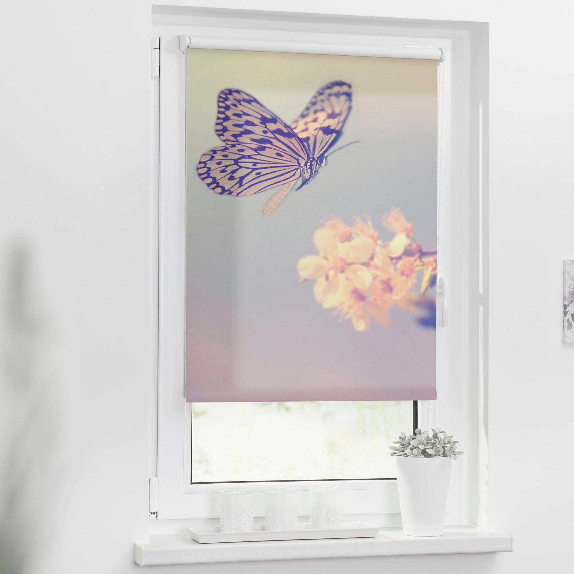 LICHTBLICK ORIGINAL bequem Seitenzugrollo Lichtschutz, Motiv Schmetterling«, schnell bestellen »Klemmfix freihängend, bedruckt ohne Bohren, und