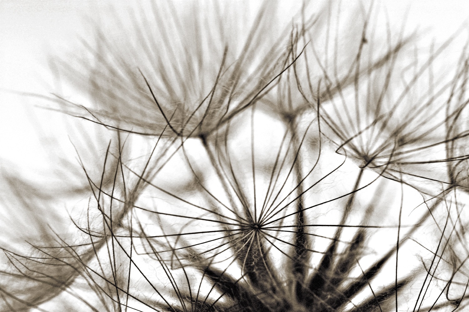 queence Wandsticker »Susi« Selbstklebend, kinderleichte Anbringung