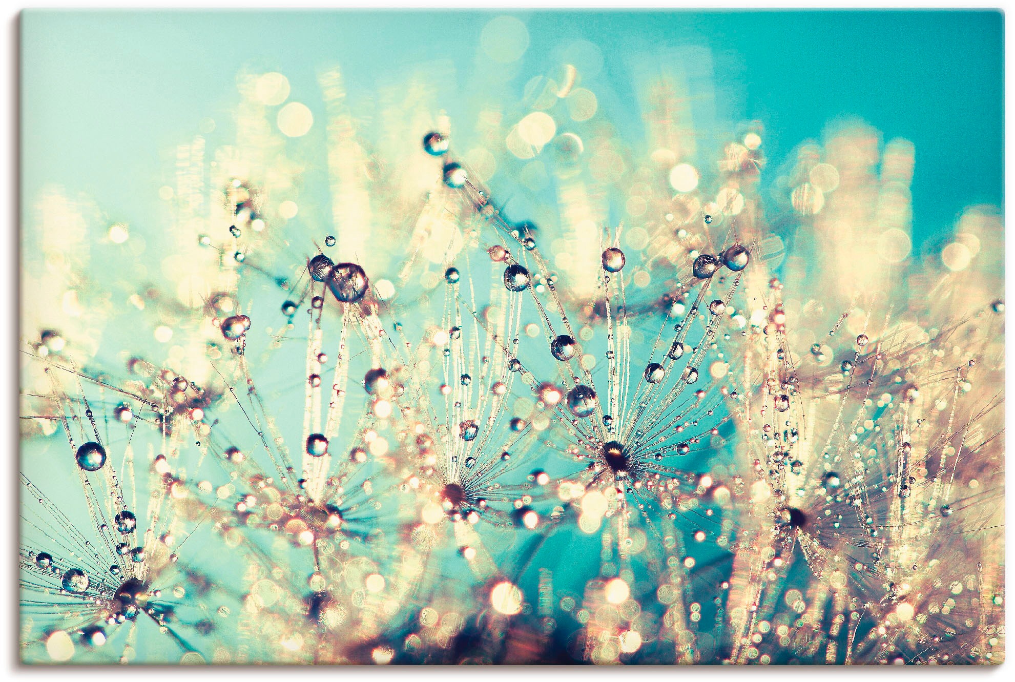 Artland Leinwandbild »Pusteblume benetzt mit Tautropfen«, Blumen, (1 St.), auf Keilrahmen gespannt