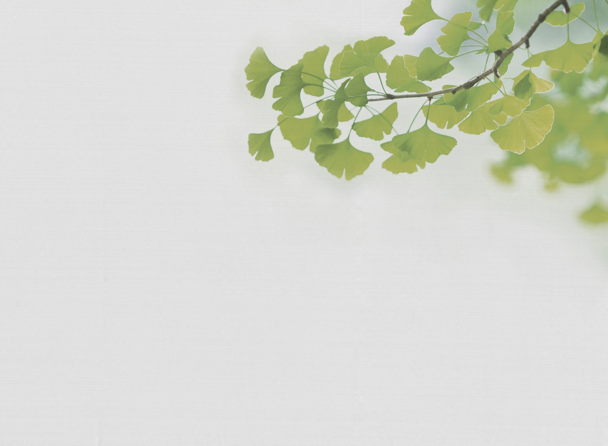 A.S. Création Vliestapete »Ginkgo-Tapete Zweige Hellgrün Weiß Naturmotiv« s günstig online kaufen