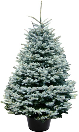 Weihnachtsbaum Guru Echter Weihnachtsbaum »Edeltanne im Topf, Weihnachtsdeko«, Edeltanne