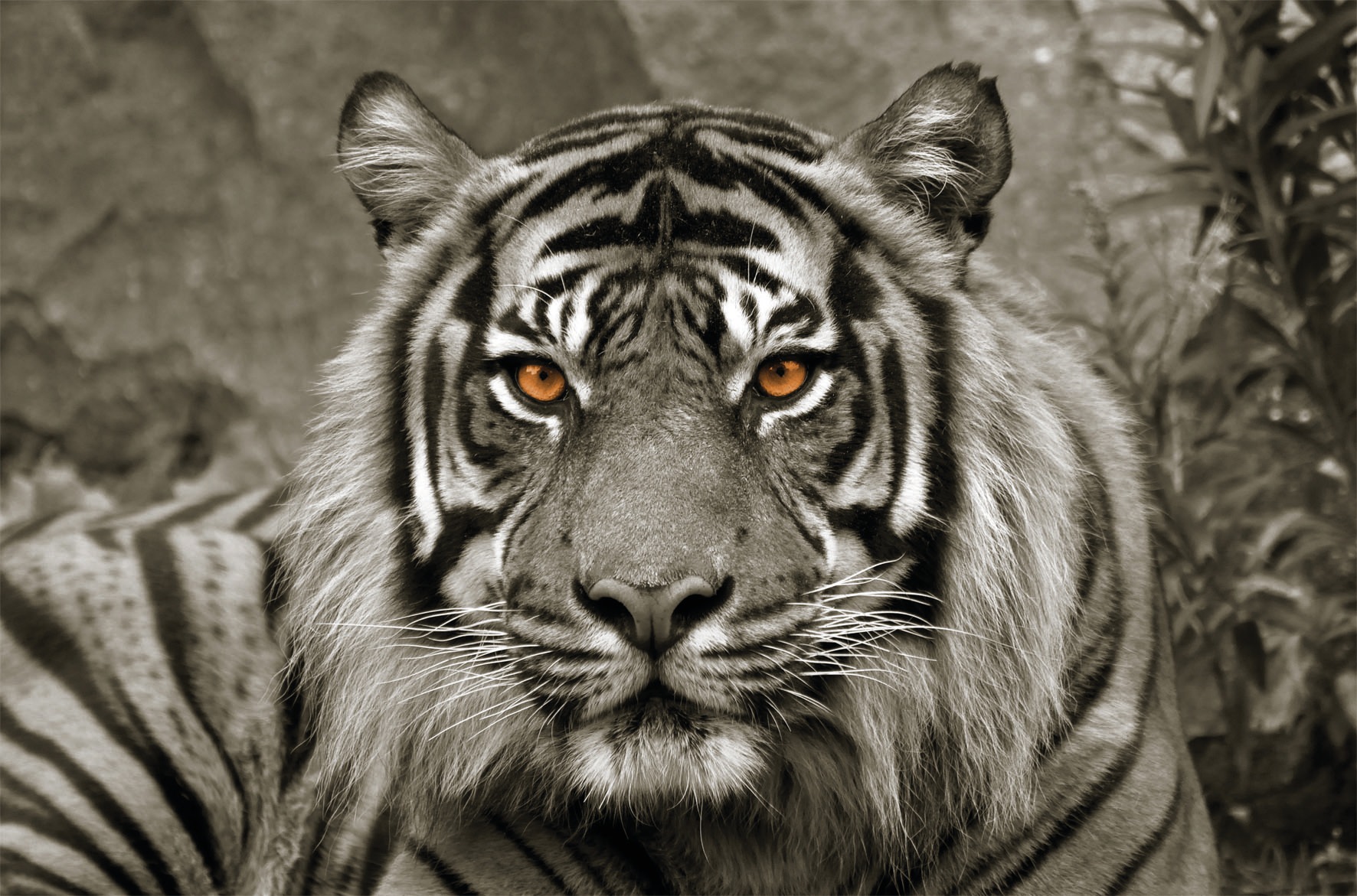 Bönninghoff Leinwandbild »Tiger«, (1 St.) günstig online kaufen
