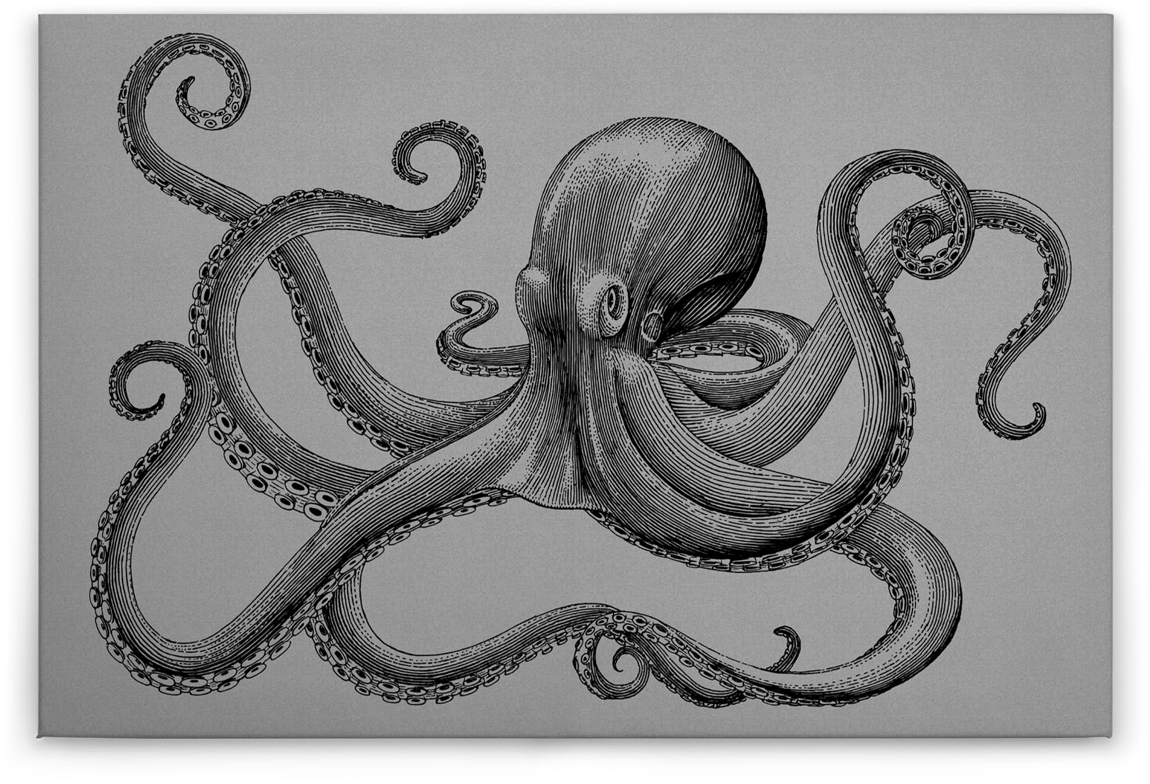 Bricoflor Leinwand Bild Mit Krake Gezeichnet Oktopus Leinwandbild In Schwar günstig online kaufen