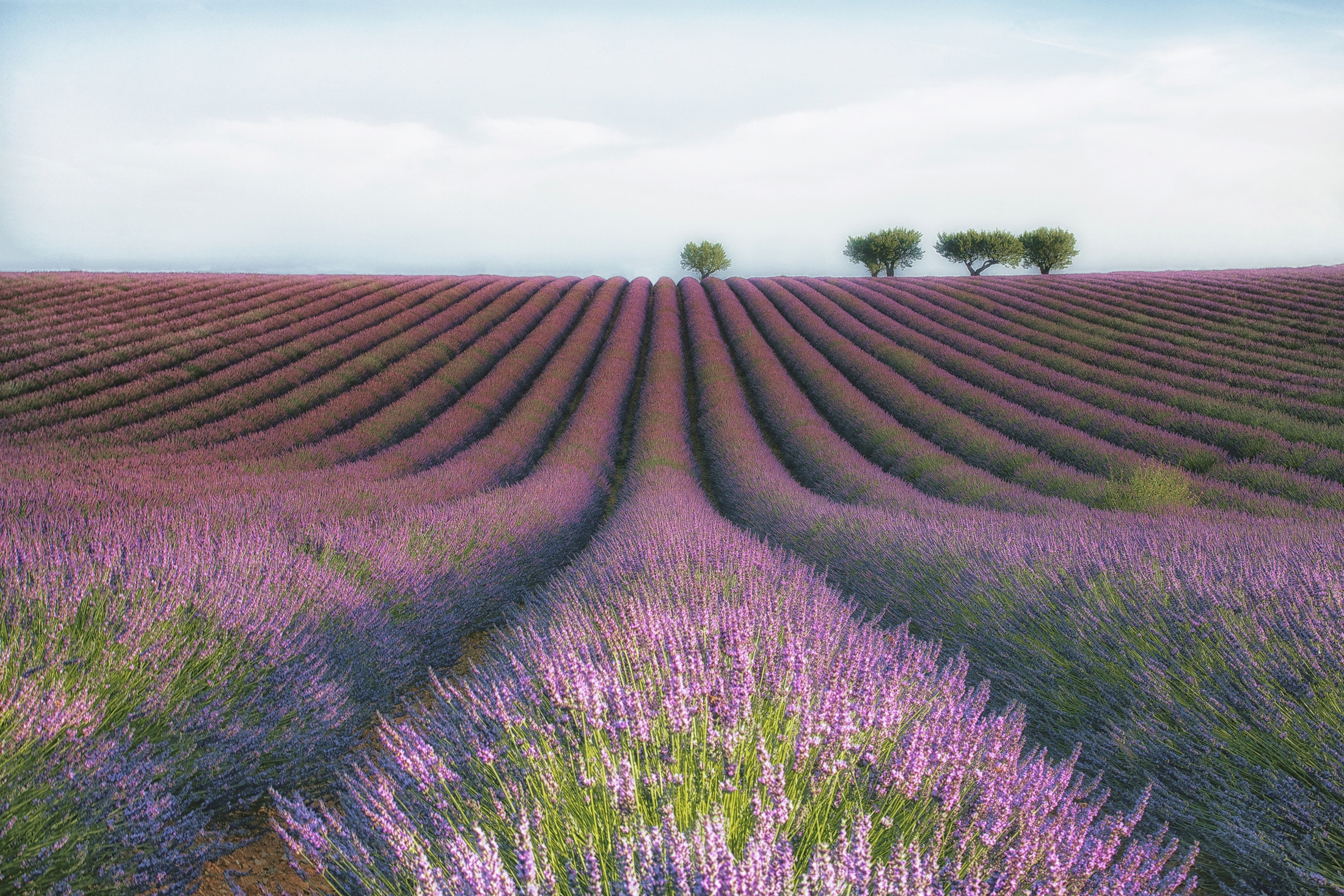 Papermoon Fototapete »Photo-Art MARGARITA CHERNILOVA, VELOURS DE LAVENDER« günstig online kaufen