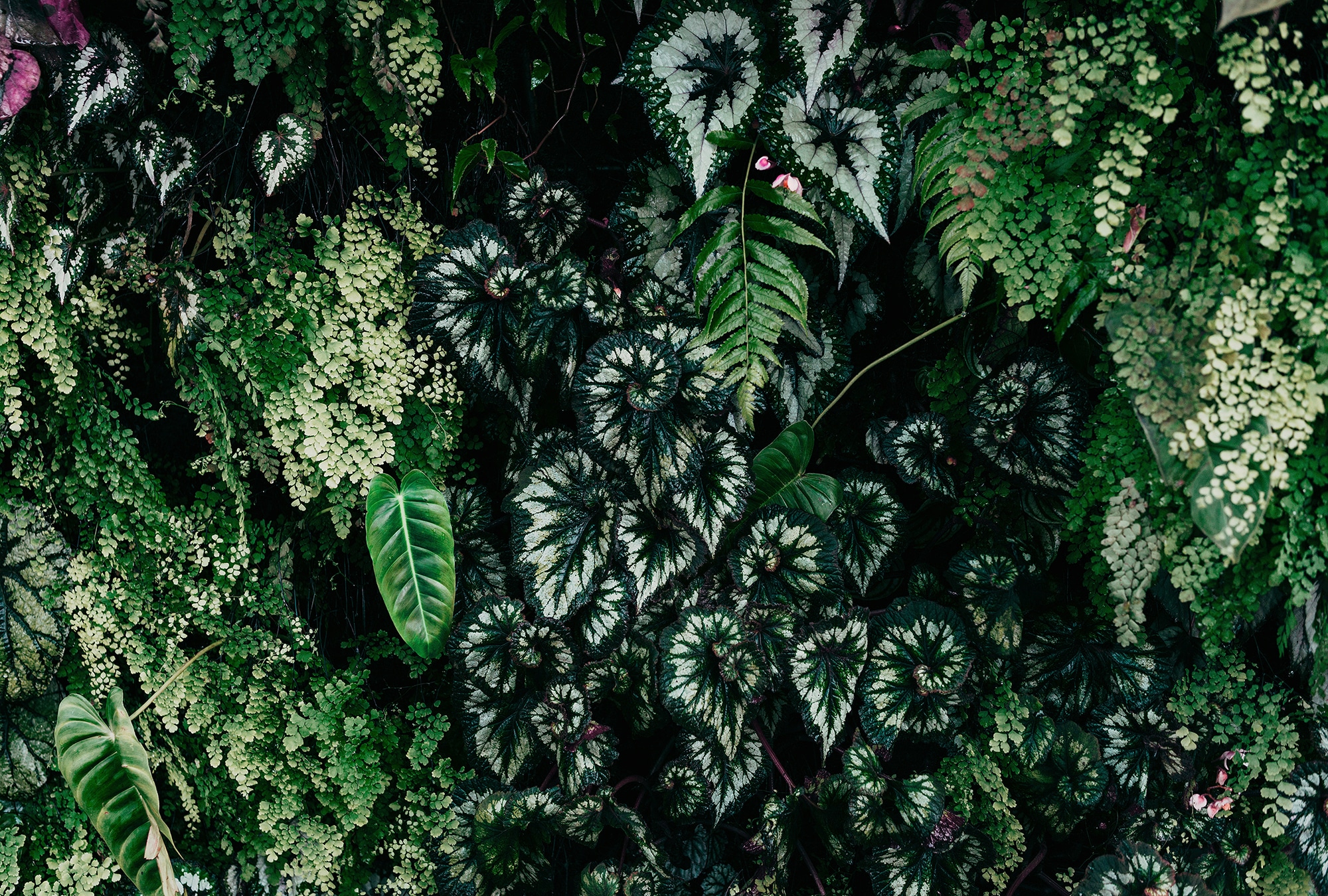 living walls Fototapete »Walls by Patel Deep Green« glatt Vlies, Wand günstig online kaufen
