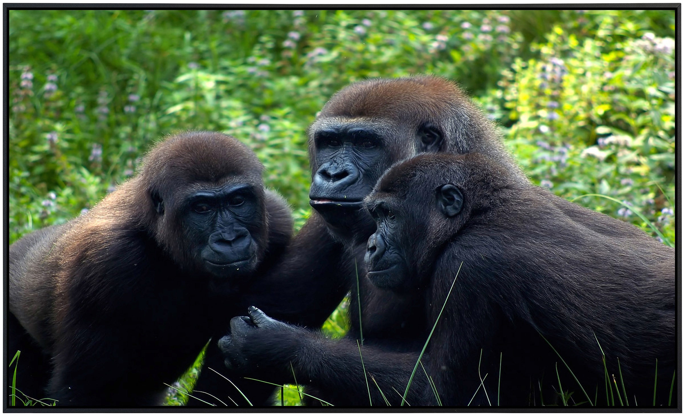 Papermoon Infrarotheizung »Gorilla Treffen«, sehr angenehme Strahlungswärme günstig online kaufen