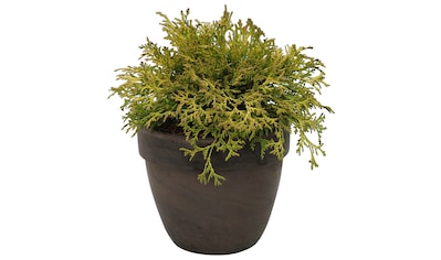 BCM Hecken »Scheinzypresse 'Kamarachiba'«, (1 St.), Höhe: 20 cm, 1 Pflanze kaufen