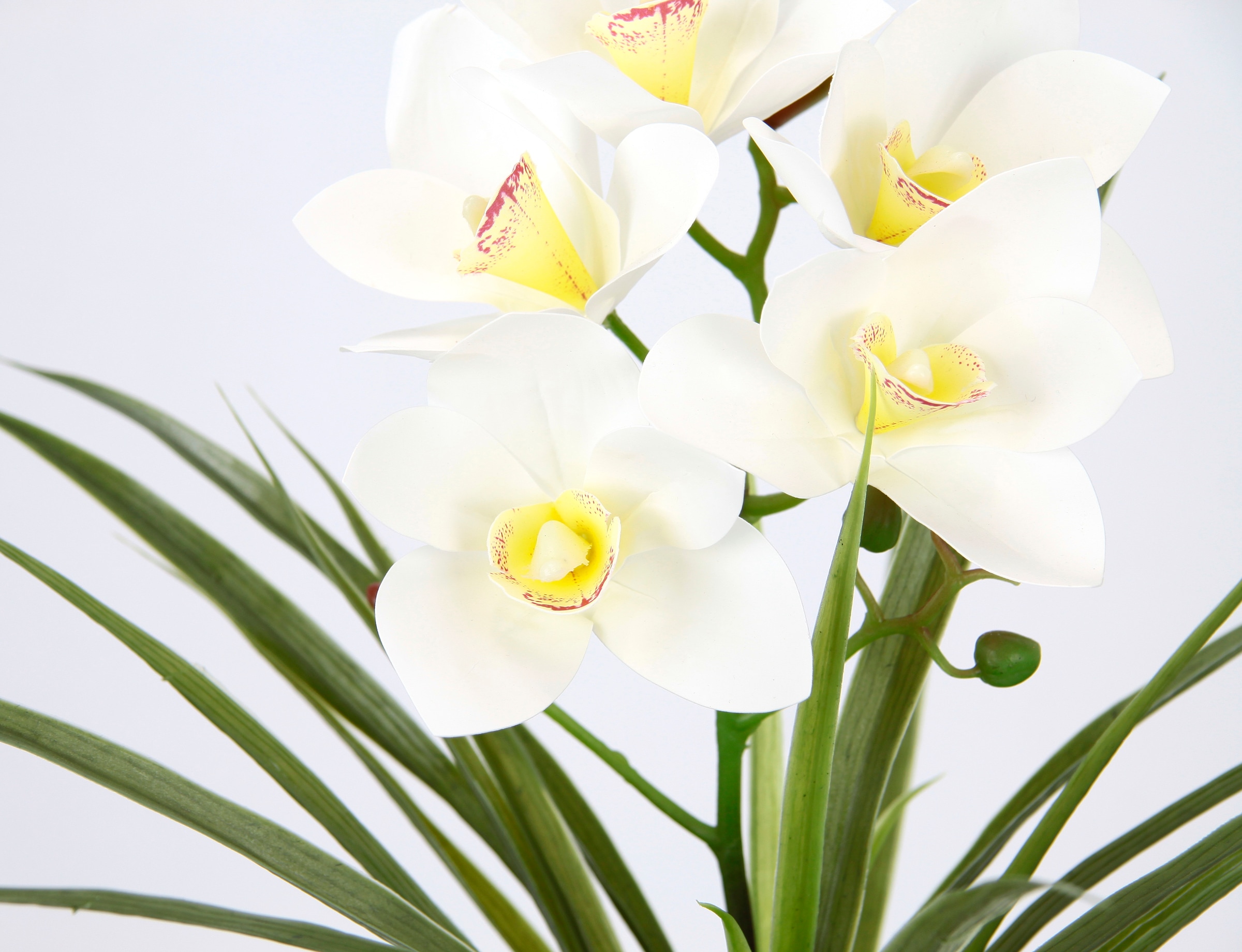 my home Kunstblume »Orchidee«, Mit Blätter im Topf aus Zement Künstliche Blume Cymbidium-Orchidee