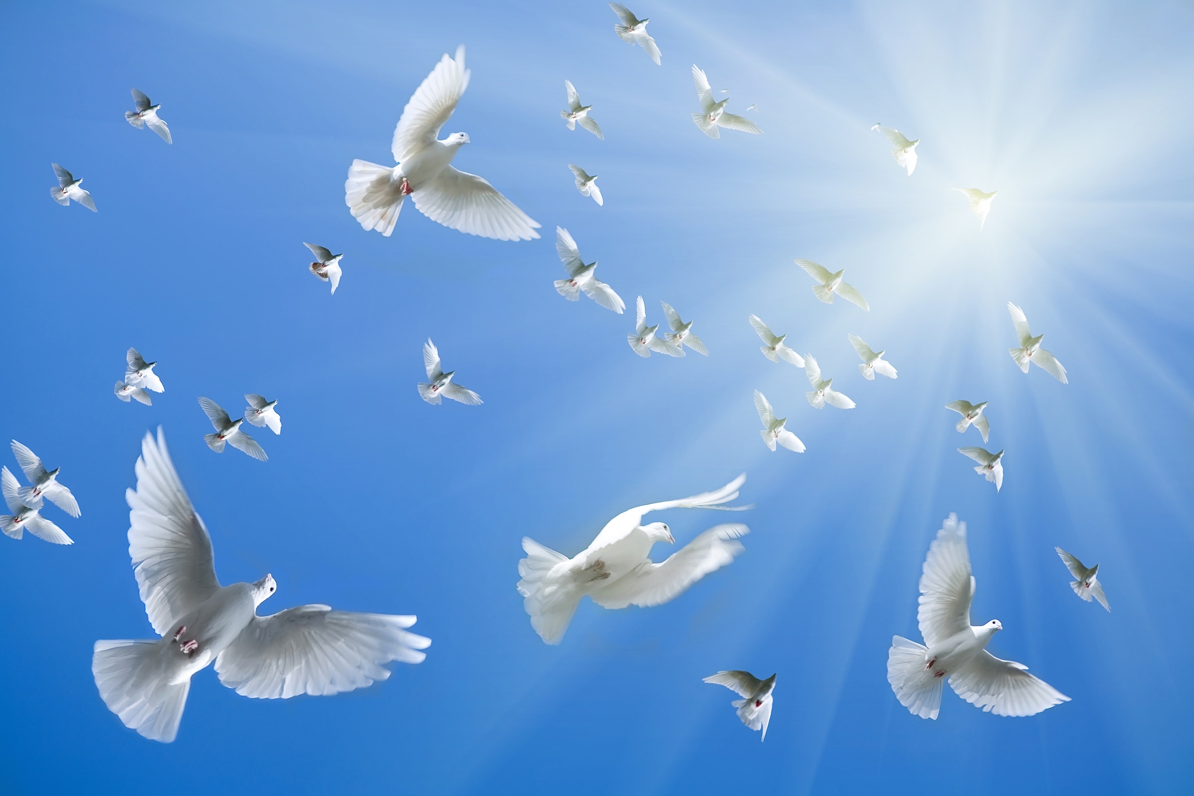 Papermoon Fototapete »White Doves« glatt günstig online kaufen