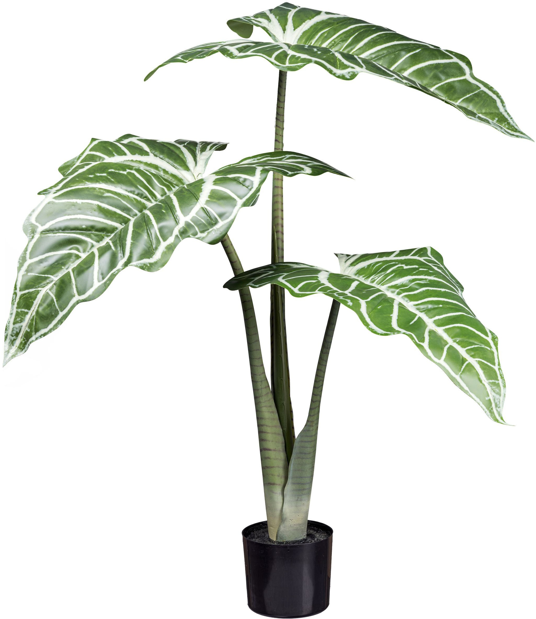 Creativ green Künstliche Zimmerpflanze »Colocasia White Lava«, mit außergewöhnlichem Blattwerk