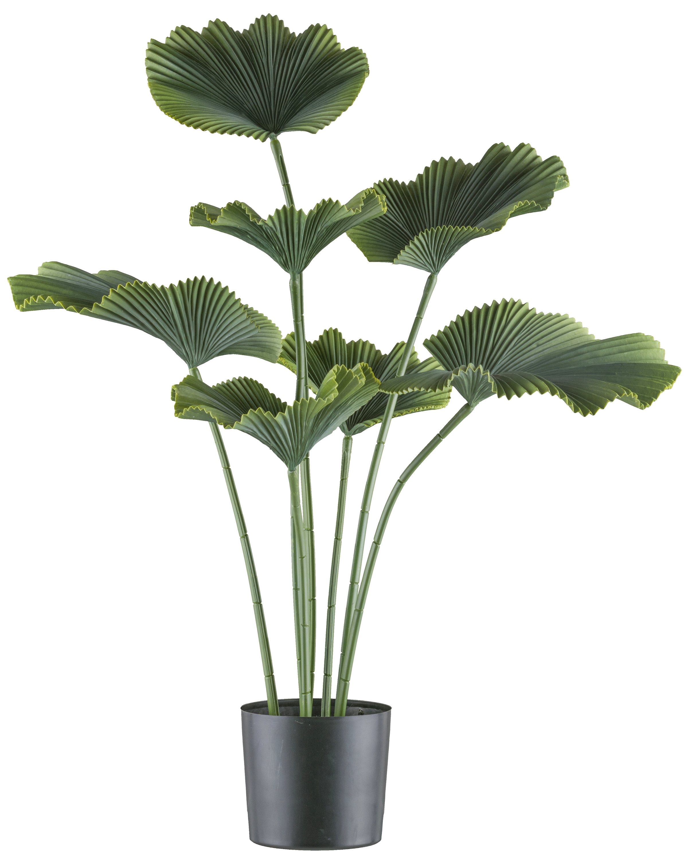 Creativ green Kunstpalme »Strahlenpalme«, in trendiger Farbgebung günstig online kaufen