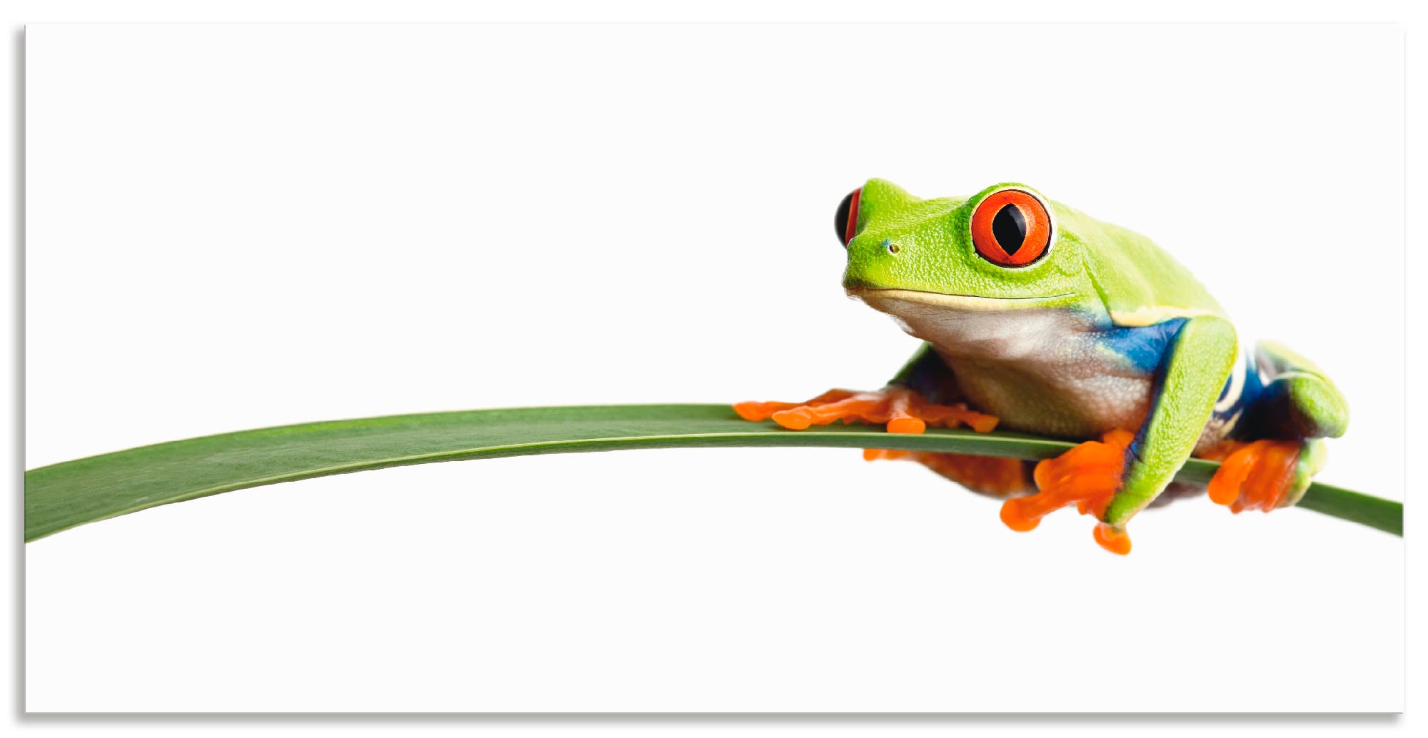 Artland Wandbild »Frosch auf einem Blatt«, Wassertiere, (1 St.), als Alubil günstig online kaufen