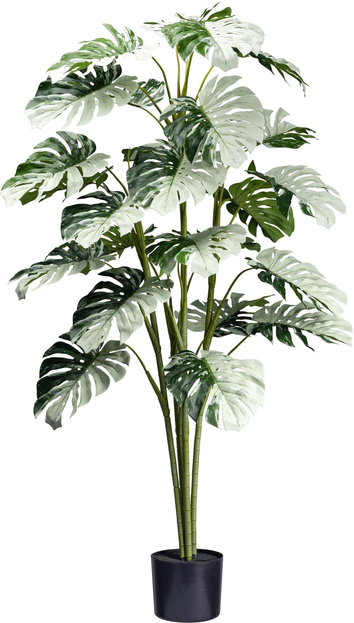 Creativ green Künstliche Zimmerpflanze »Monstera Variegata Halfmoon«, mit a günstig online kaufen