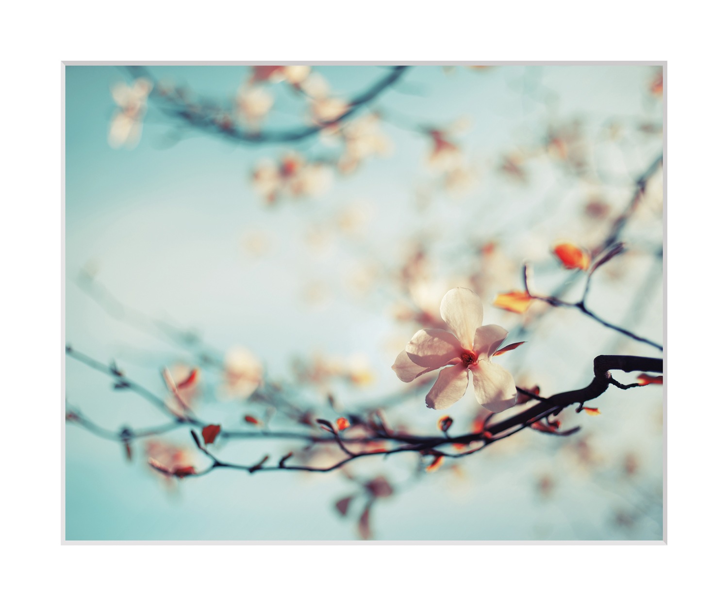 queence Bild »Roxy«, Blumen, gerahmt, Rosen günstig online kaufen