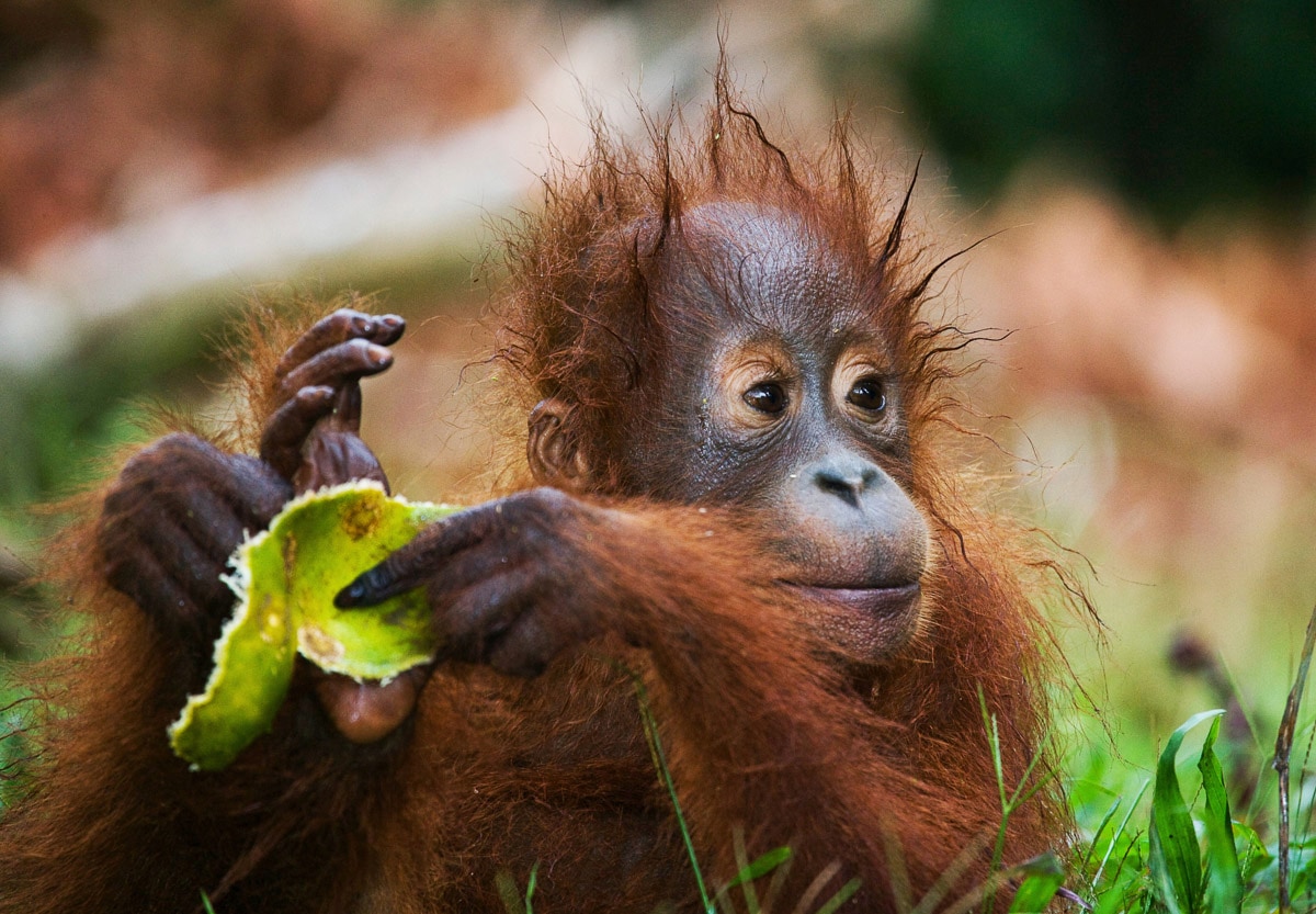 Papermoon Fototapete »Baby Orang-Utan-Porträt« günstig online kaufen