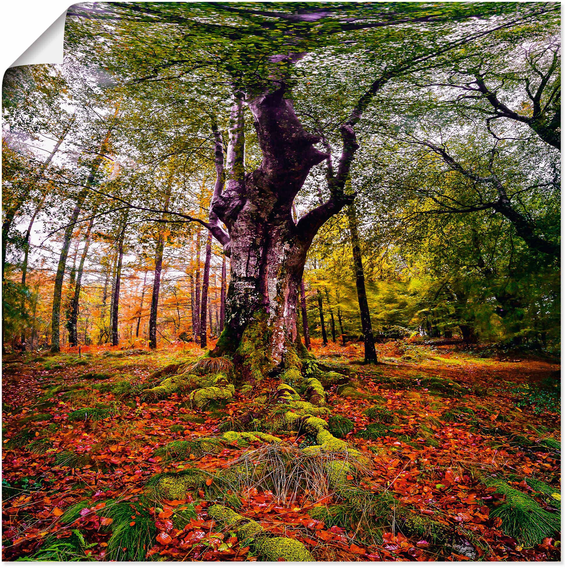 Artland Wandbild »Baum im Wald«, in St.), Alubild, Baumbilder, auf Wandaufkleber (1 Leinwandbild, Poster Größen oder versch. bestellen Raten als