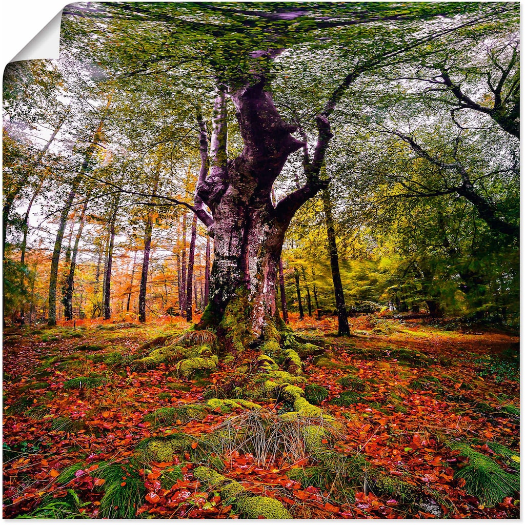 Artland Wandbild »Baum im Wald«, Baumbilder, (1 St.)