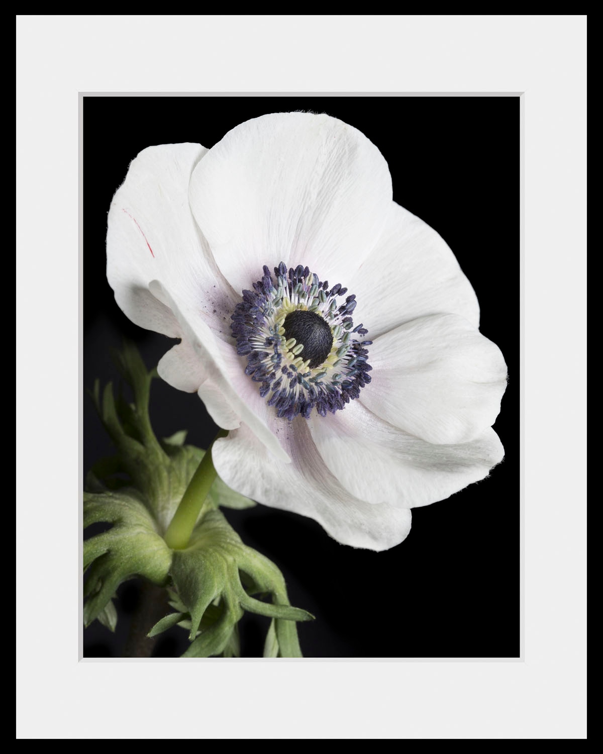 queence Bild »Leslie« Blumen | Foto | Pflanzen | Pflanzenbilder 1 Stk. tlg. HD Premium Poster-Druck inkl. Holzrahmen