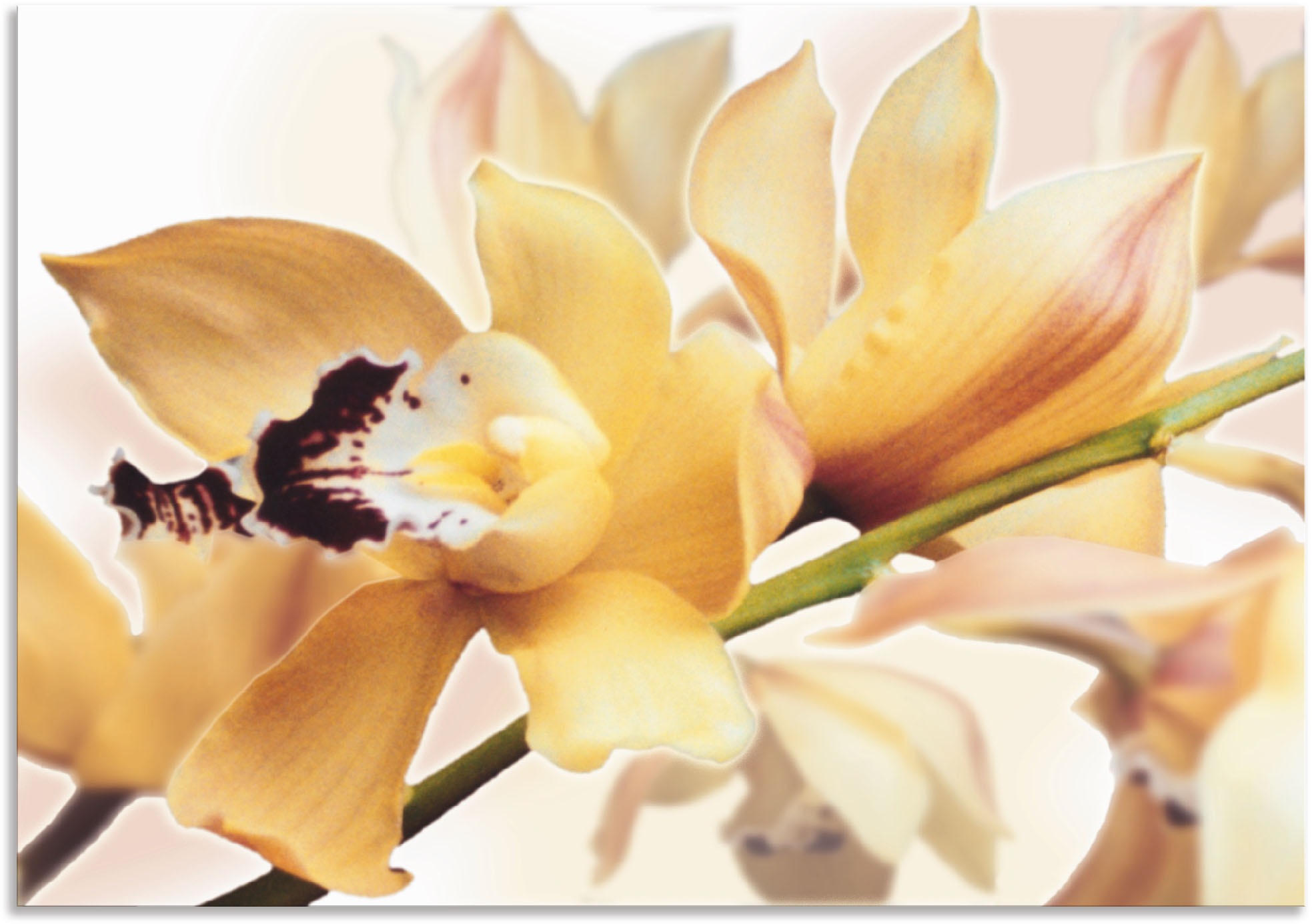 Artland Wandbild »Gelbe Orchidee« Blumenbilder 1 Stk. tlg. als Alubild, Out günstig online kaufen