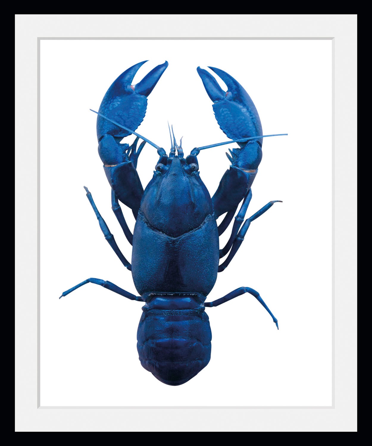 queence Bild »Uschi« Kunst | Meer | Wassertiere 1 Stk. tlg. HD Premium Poster-Druck inkl. Holzrahmen