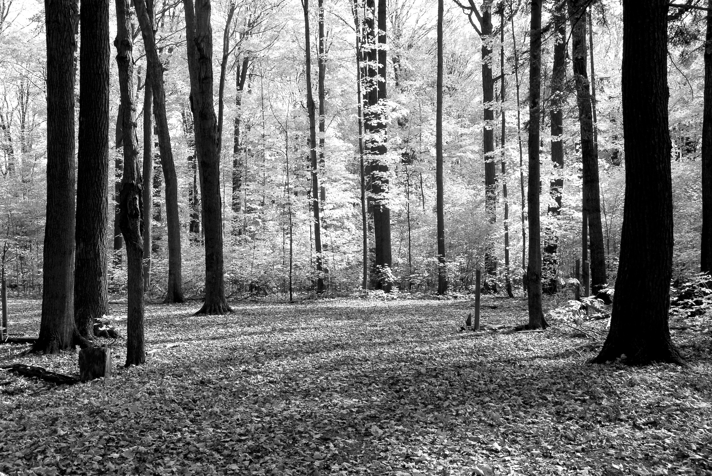 Papermoon Fototapete »Wald Schwarz & Weiß« günstig online kaufen