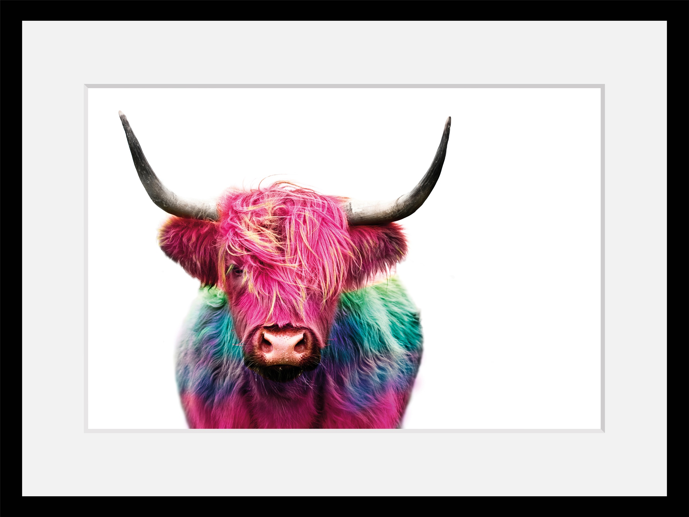 queence Bild »Yak« Foto   Kuh   Kuhbilder   Kunst HD Premium Poster-Druck i günstig online kaufen