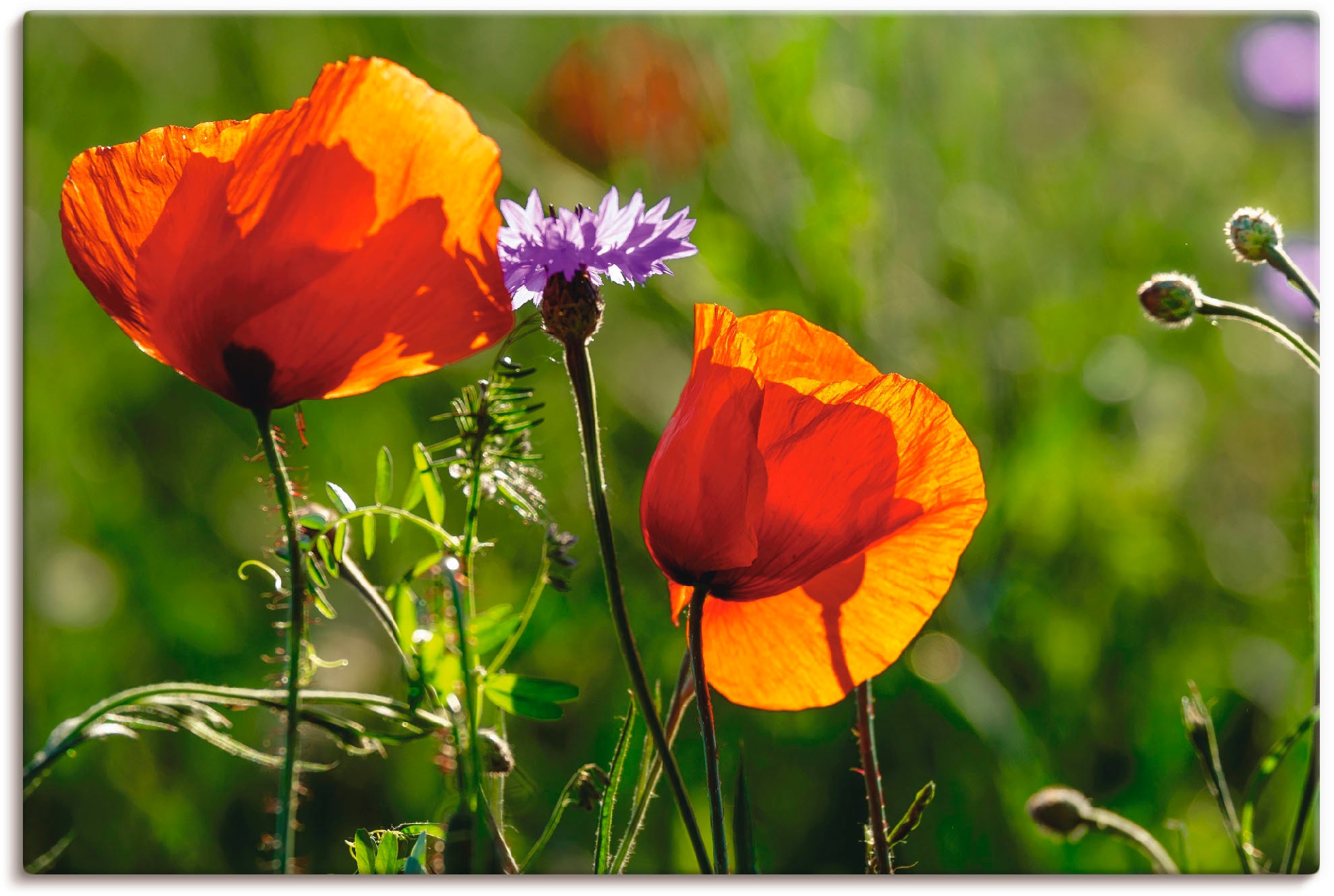 Artland Wandbild "Mohnblumen im Frühling", Blumen, (1 St.), als Alubild, Ou günstig online kaufen