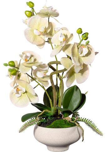 Creativ green Kunstorchidee »Orchidee Phalaenopsis im Keramiktopf«, (1 St.) kaufen