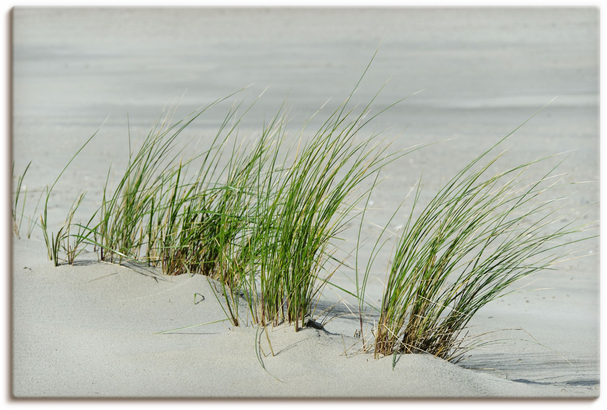 Artland Leinwandbild »Gräser am Strand«, Strandbilder, (1 St.), auf Keilrah günstig online kaufen