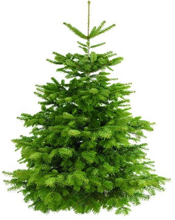 Weihnachtsbaum Guru Echter Weihnachtsbaum »Nordmanntanne, Weihnachtsdeko«, Nordmanntanne, zum Aufstellen