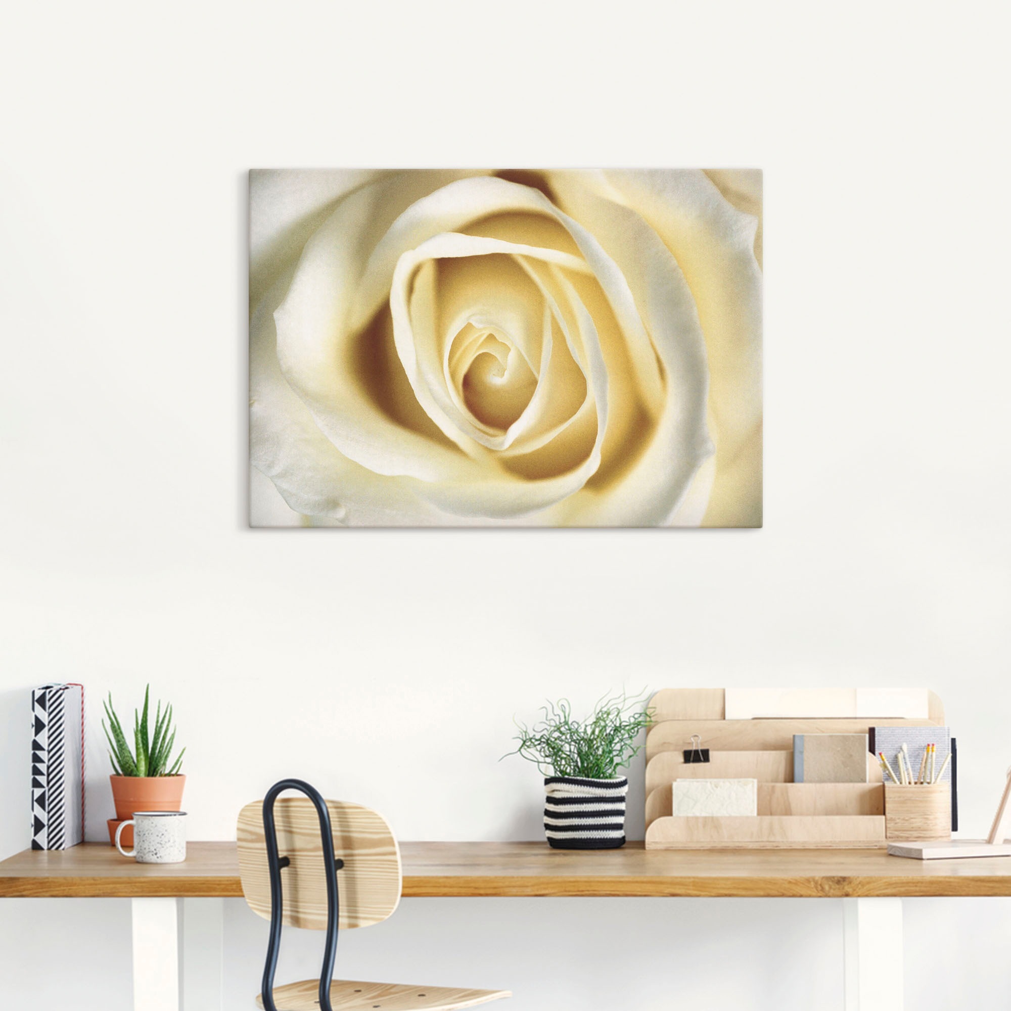 Artland Wandbild »Weiße Rose« 1 Stk. tlg. als Alubild, Outdoorbild, Leinwan günstig online kaufen