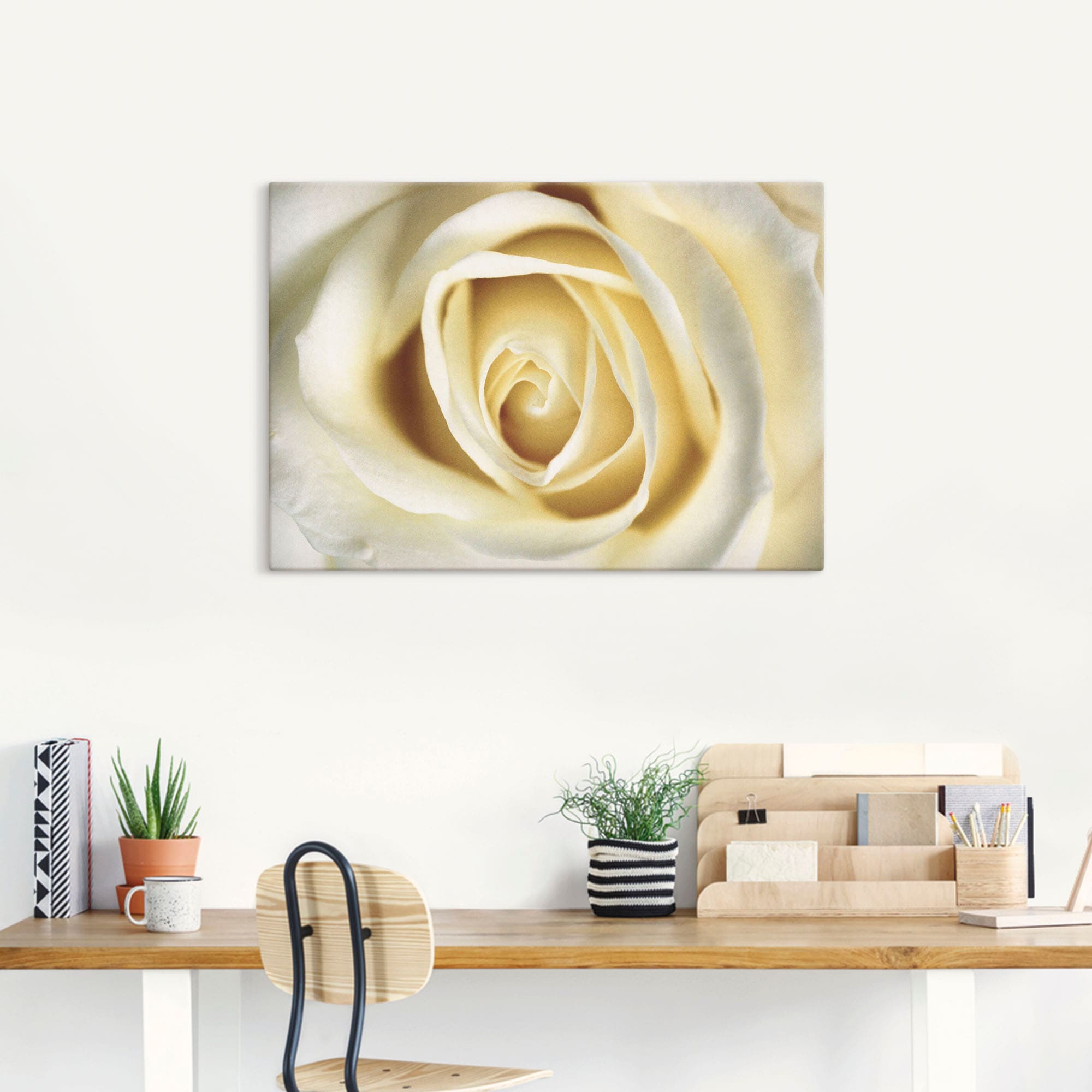 Artland Wandbild »Weiße Rose«, Blumen, (1 St.), als Alubild, Outdoorbild, L günstig online kaufen