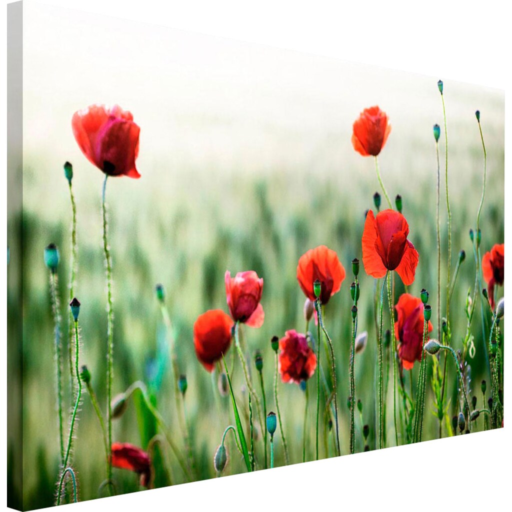 Reinders! Holzbild »Deco Block 70x118 Wild Poppies«