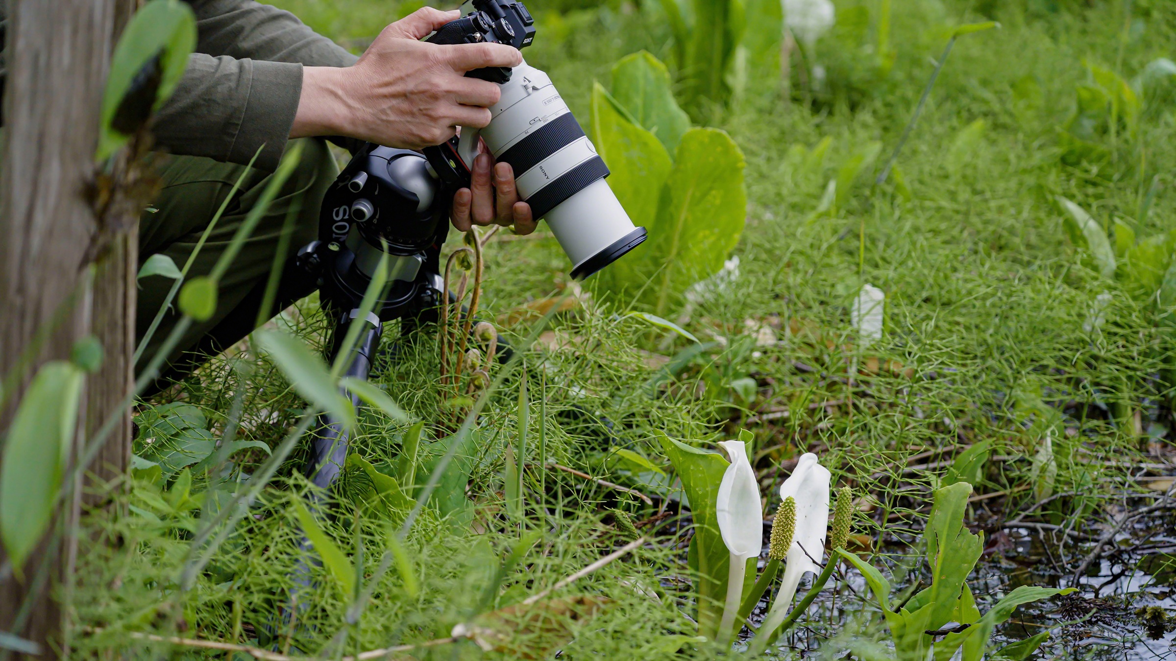 40. Bild von Sony Objektiv »FE 70–200 mm F4 Makro G OSS Ⅱ«