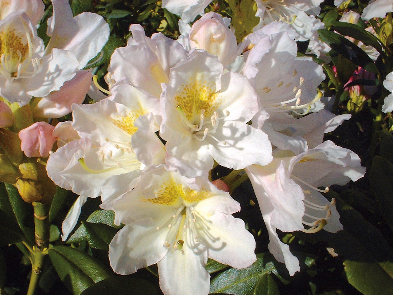 BCM Hecken »Rhododendron 'Cunningham's White'«, (1 St.), Höhe: 40-50 cm, 1 Pflanze kaufen