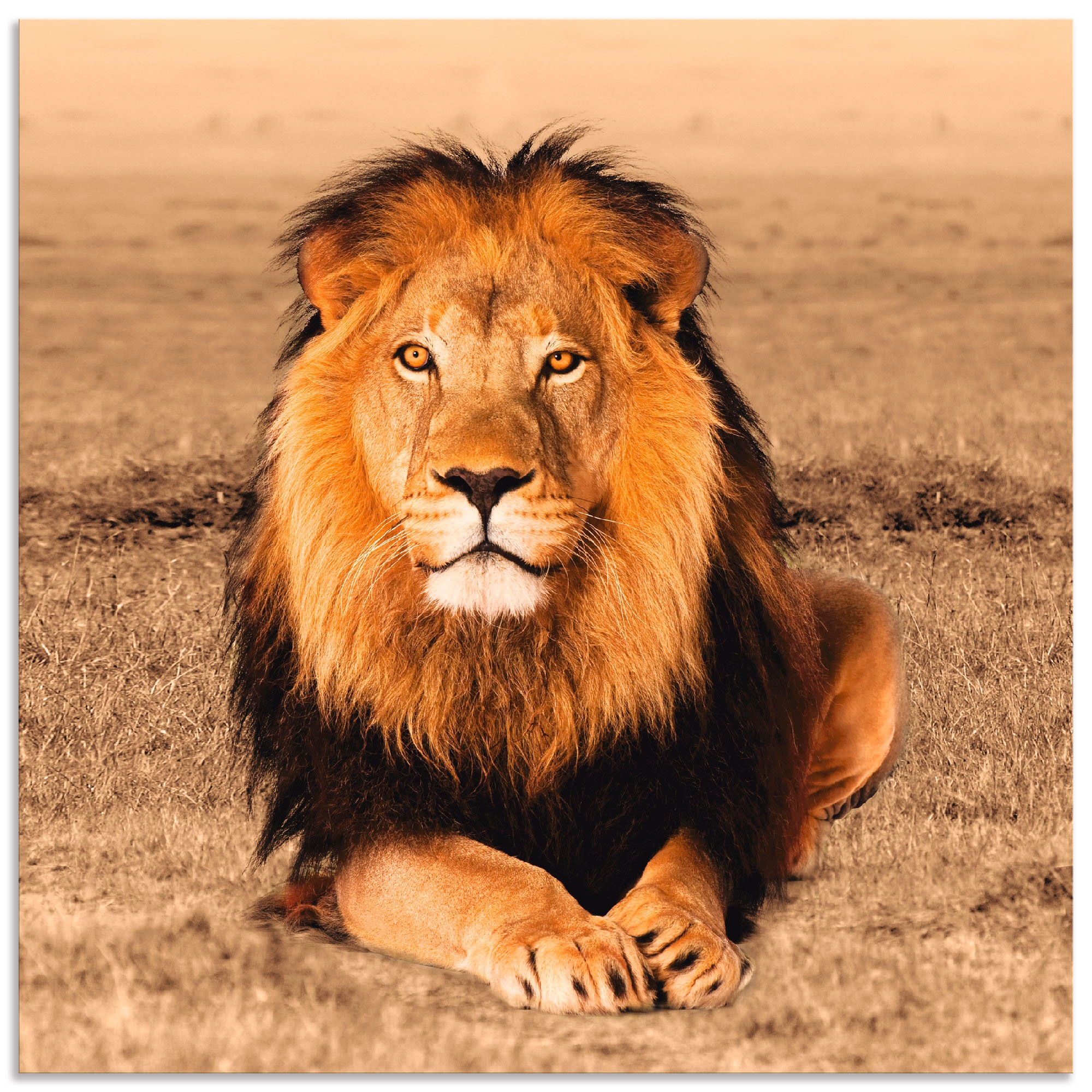 Artland Wandbild »Löwe«, Wildtiere, (1 St.), als Alubild, Leinwandbild,  Wandaufkleber oder Poster in versch. Größen auf Raten bestellen
